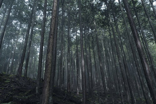 どこまでも続くような高い杉林の森林風景写真