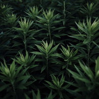 オオアレチノギクの若芽が密集して成長する様子の写真