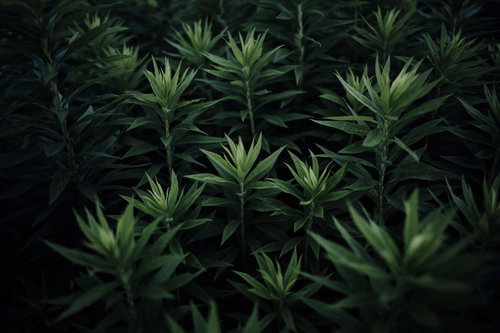 オオアレチノギクの若芽が密集して成長する様子