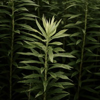 暗がりに浮かび上がるオオアレチノギクの株の写真