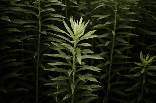 暗がりに浮かび上がるオオアレチノギクの株