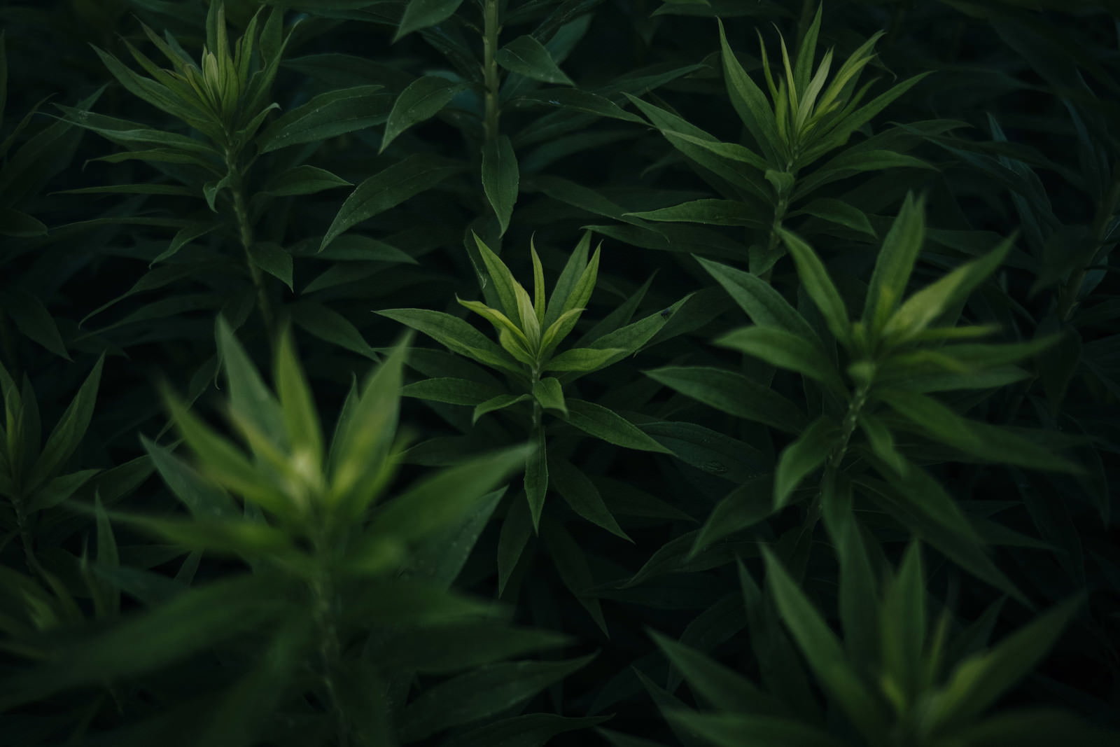 暗い背景に浮かび上がるオオアレチノギクの若芽と緑の葉