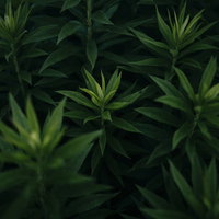 暗がりに浮かぶオオアレチノギクの若芽と緑の葉の写真