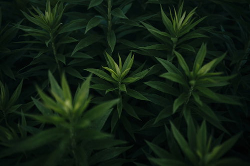 暗がりに浮かぶオオアレチノギクの若芽と緑の葉