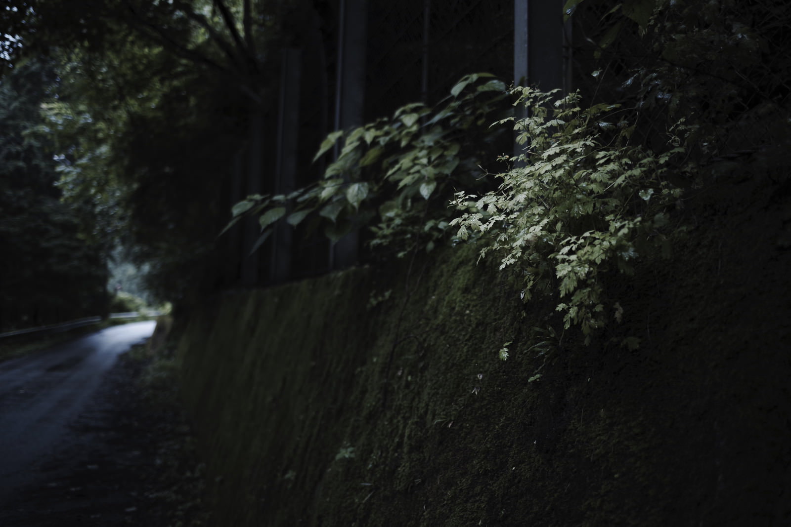 林道脇の緑豊かな植物に木漏れ日が差し込む自然風景