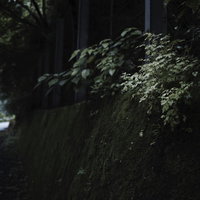 木漏れ日に光る林道わきの雑草や植物の写真