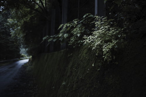 木漏れ日に光る林道わきの雑草や植物
