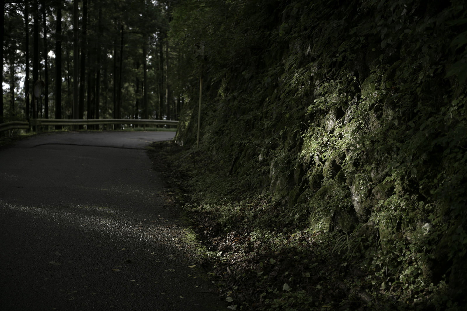 森の中の林道で擁壁の上から木漏れ日が差し込む風景