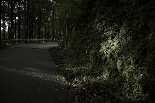 林道に差し込む木漏れ日と擁壁に映る光と影