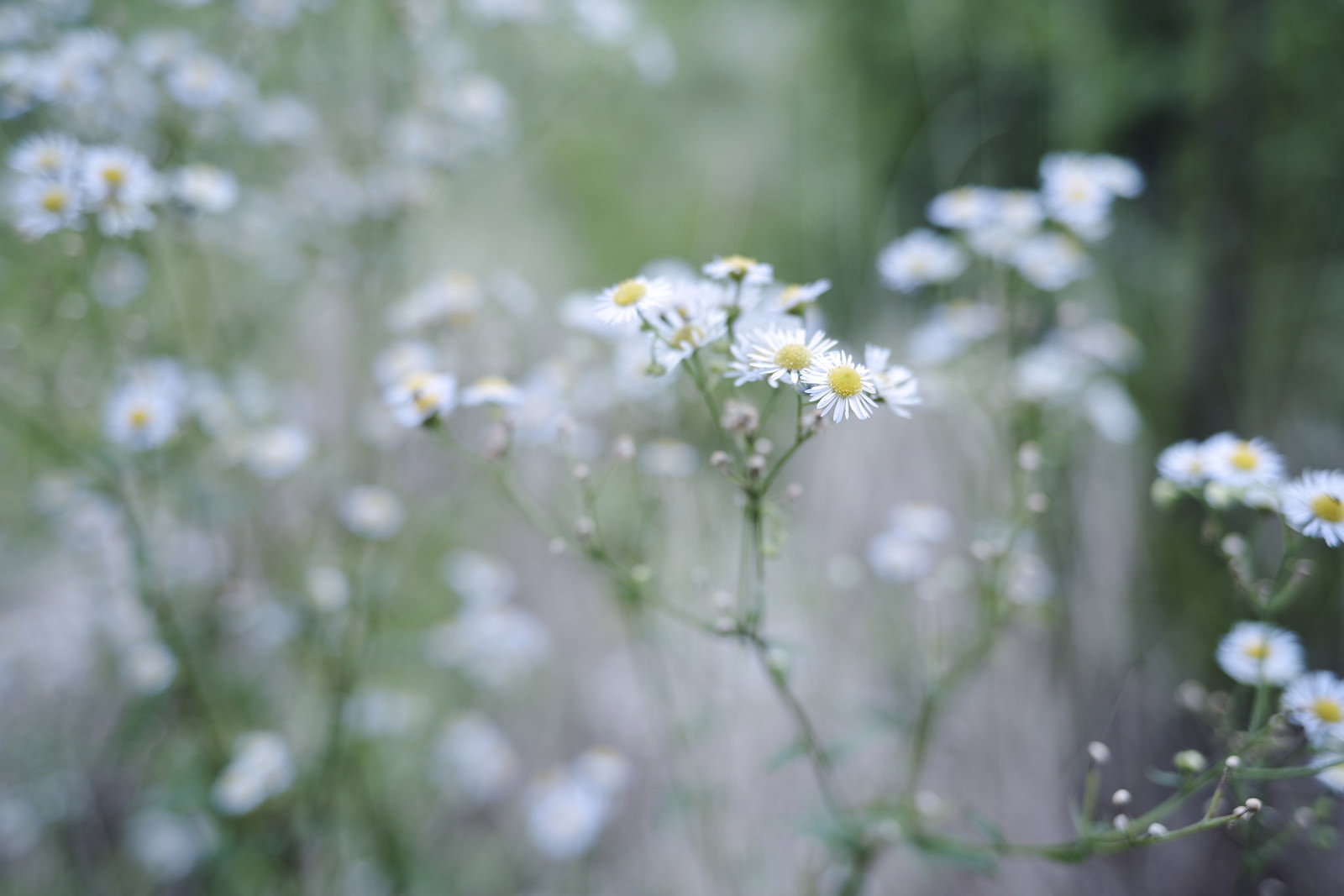 白い小さな花びらが咲くハルジオンの花、背景はソフトなボケ味