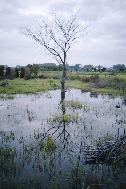 湖面に映る立ち枯れした灌木のリフレクション