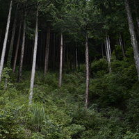 若い杉が林立する緑の杉林の写真