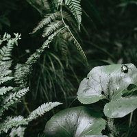 緑の草むらの雑草の葉にとまるカナブンの接写の写真