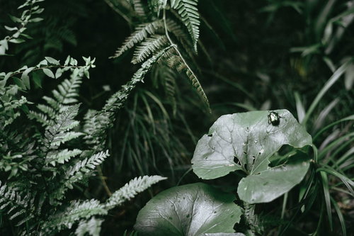 緑の草むらの雑草の葉にとまるカナブンの接写