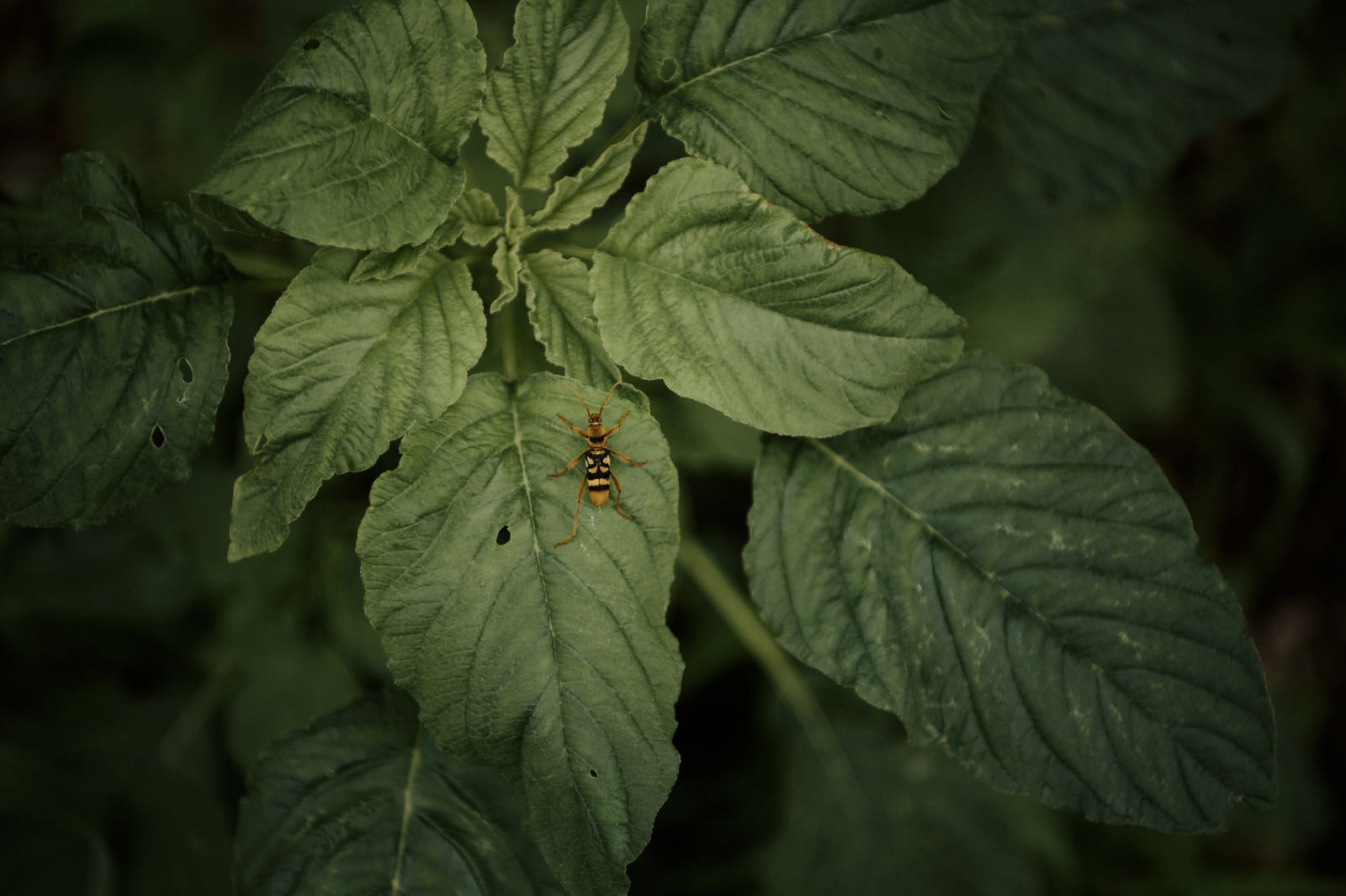 緑の葉の上にとまる黄色と黒の縞模様のヨスジトラカミキリ