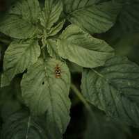 雑草の葉にとまるヨスジトラカミキリの写真