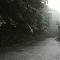 雨上がりの朝霧に包まれる林道の写真