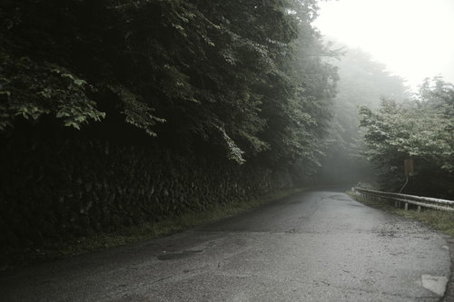 雨上がりの朝霧に包まれる林道