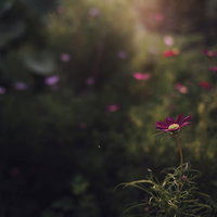 かすかな光に光るコスモスの花畑。秋桜の優雅な姿の写真