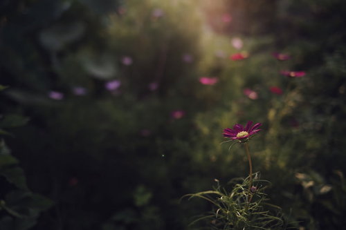 かすかな光に光るコスモスの花畑。秋桜の優雅な姿