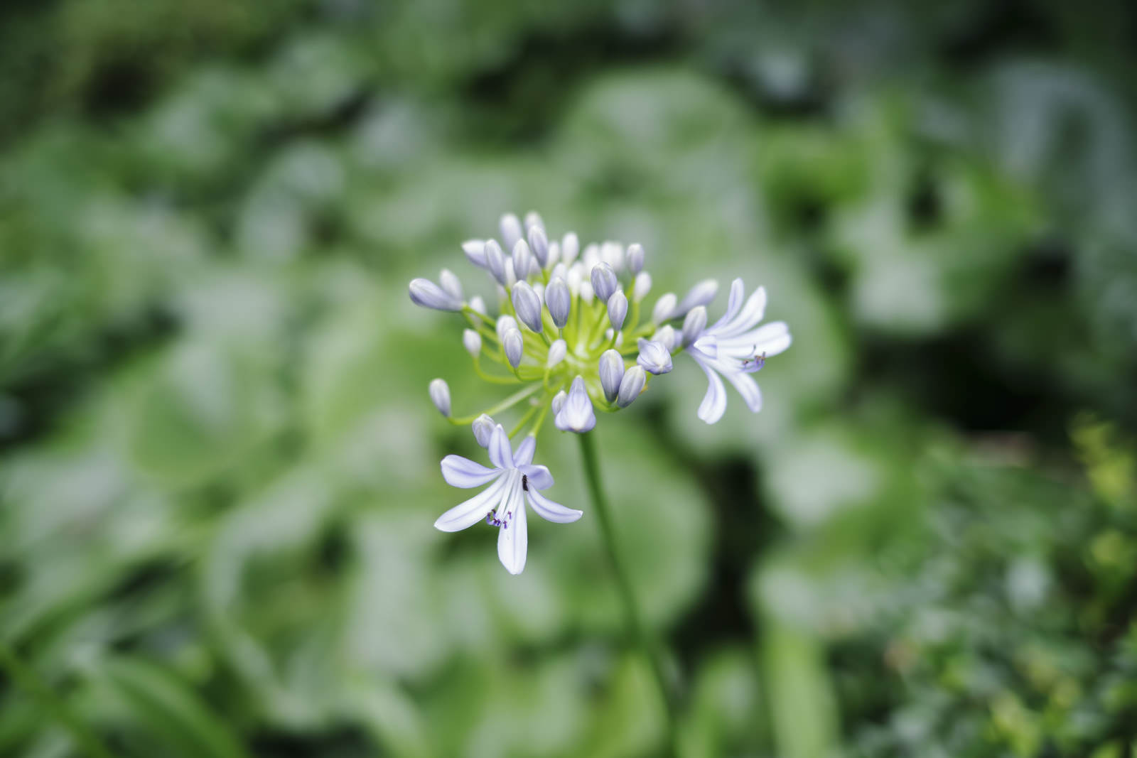 白い小さな花が咲き始めたアガパンサスのつぼみ