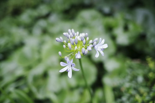 つぼみが徐々に開きつつあるアガパンサスの花