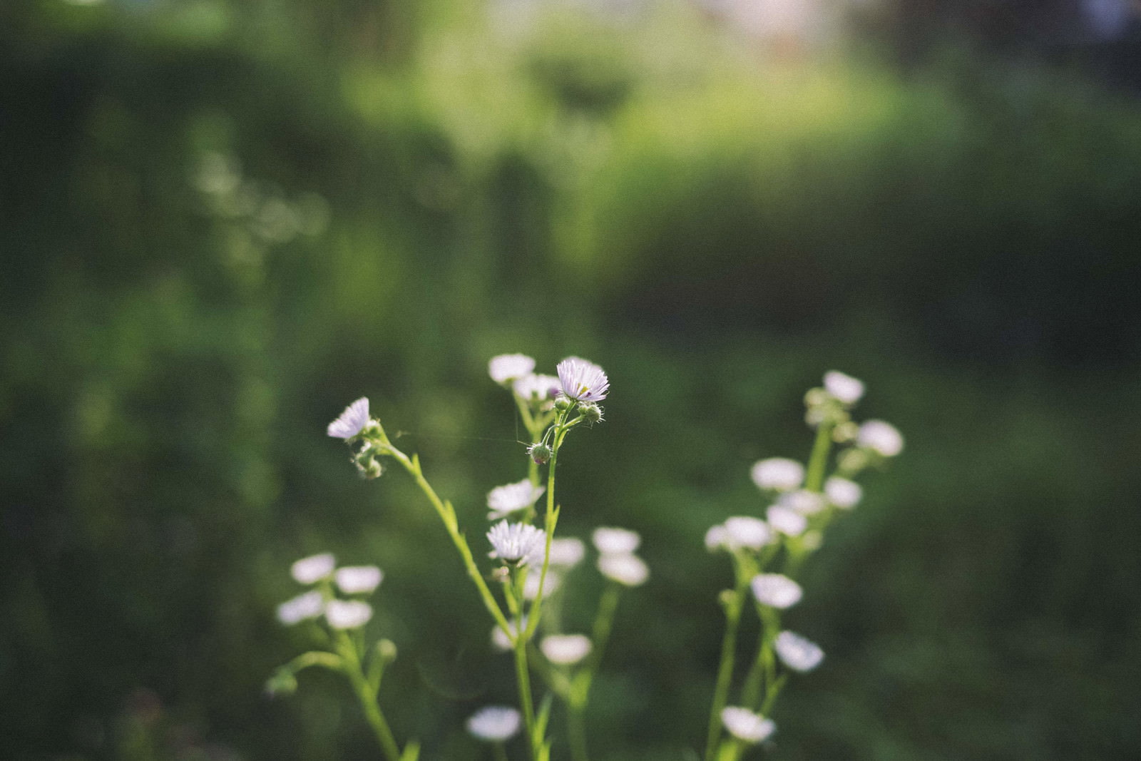 緑の背景にぼかしが効いた中で咲く白いヒメジョオンの花