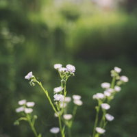 白い小花が咲くヒメジョオンの写真