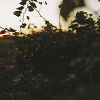 ふと見上げた先に広がる切ない夕暮れの景色、枝のシルエットの写真