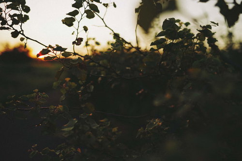 ふと見上げた先に広がる切ない夕暮れの景色、枝のシルエット