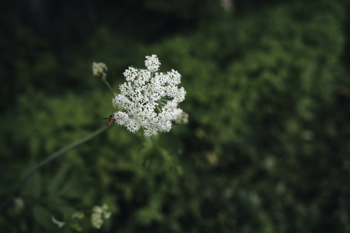 シシウドの白い花に群がるアブ｜セリ科野草の花序