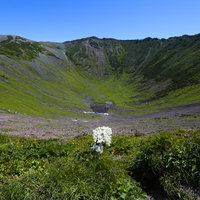 シシウドの花とクレーターのような火口（羊蹄山）の写真