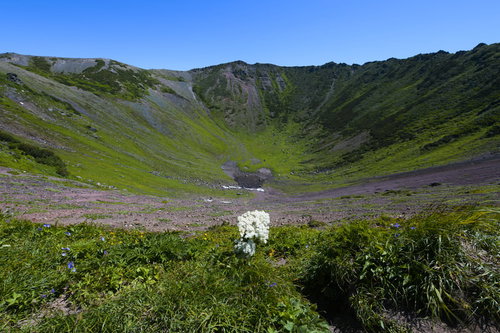 羊蹄山の火口を背景に咲くシシウドの白い花