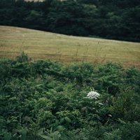 白いシシウドの花が咲く牧場の草原の写真