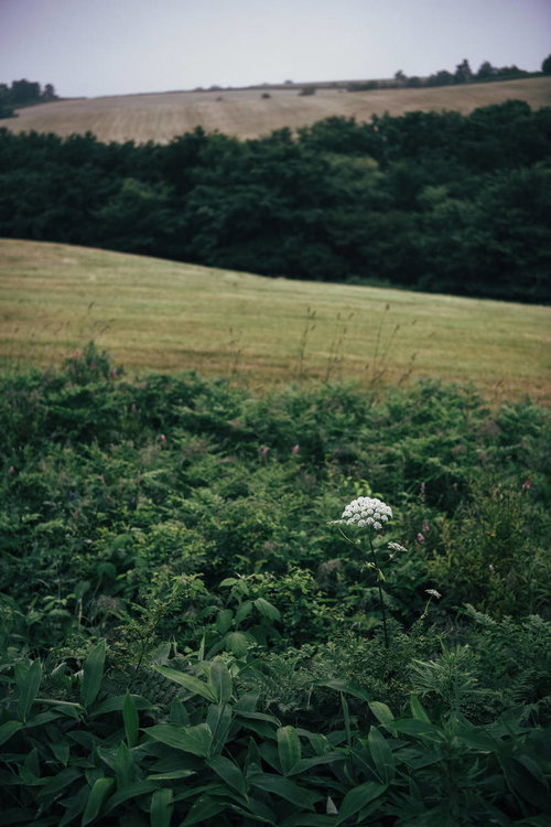 白いシシウドの花が咲く牧場の草原