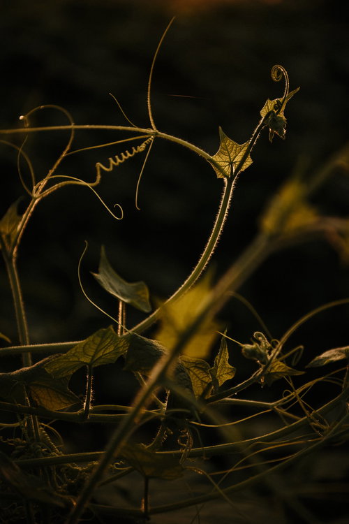 黄色味を帯びて複雑に絡み合うツタの茎と蔓