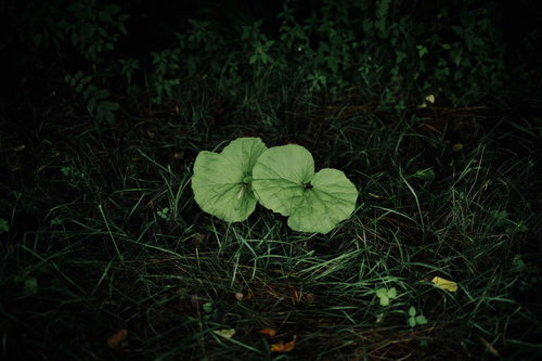 フキの双子、暗い土から芽吹く若葉