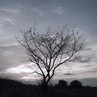 丸裸のまま枯れ往く立木のシルエット - 夕暮れの逆光風景の写真