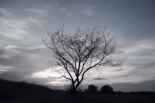 丸裸のまま枯れ往く立木のシルエット - 夕暮れの逆光風景