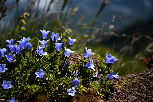 利尻島の岩場に自生するイワギキョウの群落