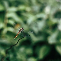 緑の植物の上に静止する赤とんぼの鮮明な姿の写真