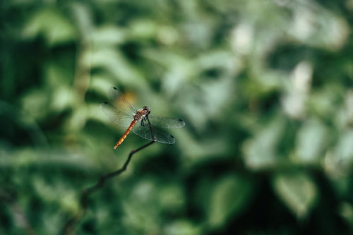 緑の植物の上に静止する赤とんぼの鮮明な姿