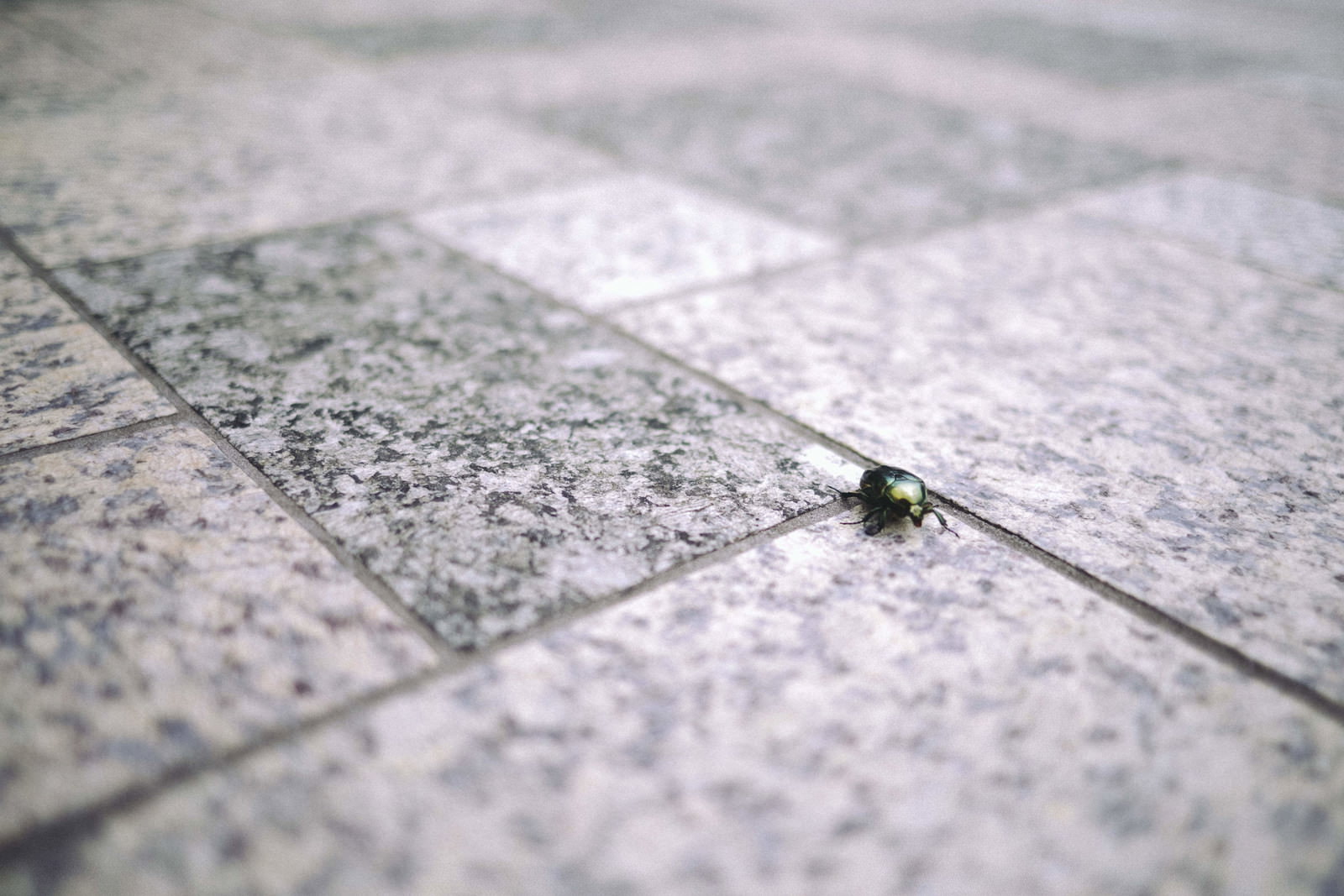 石畳の上を這って移動する緑色に光沢のあるカナブン