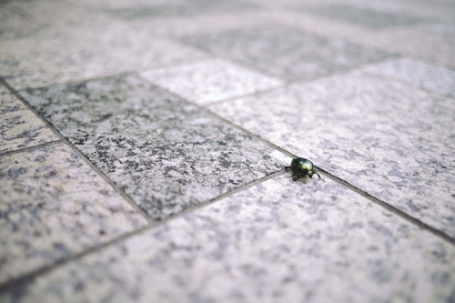 石畳の上を這う緑色のカナブン - コガネムシ科の甲虫