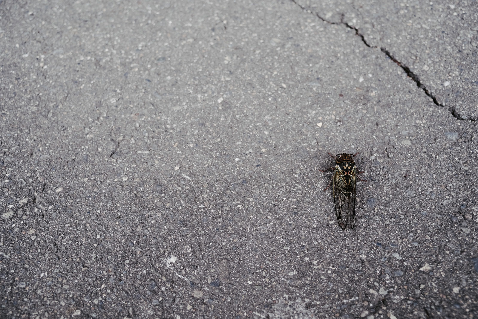 ひび割れたアスファルトの地面にとまる茶色いエゾゼミ