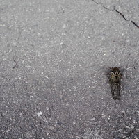 ひび割れたアスファルトの地面にとまるエゾゼミの写真