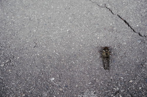 ひび割れたアスファルトの地面にとまるエゾゼミ