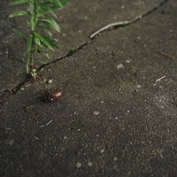 茶色いアスファルトの地面に転がるエゾゼミの抜け殻の写真