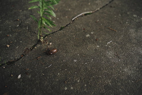 茶色いアスファルトの地面に転がるエゾゼミの抜け殻