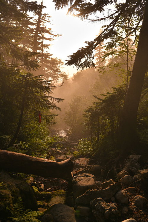 夕方の光が差し込む登山道を歩く景色